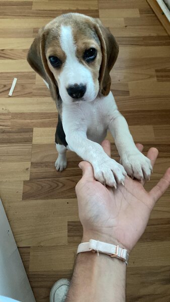 Vand pui Beagle
