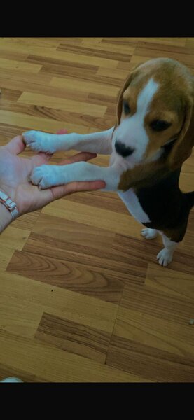 Vand pui Beagle