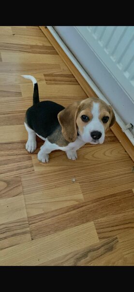 Vand pui Beagle