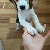 Vand pui Beagle